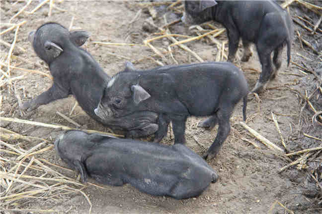 养猪场正确清洁的价值及带给猪场的经济效益！