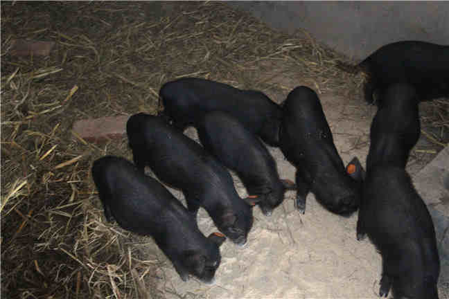 养猪场中商品猪生长缓慢的原因