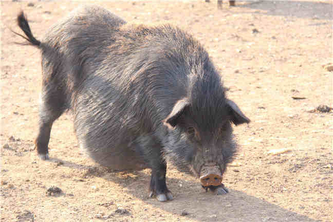 瘦肉型猪养殖的关键技术要点