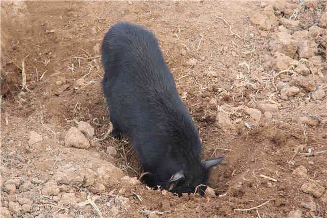 养猪场潮湿会引起猪疾病及潮湿控制措施