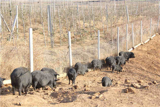 养猪场中如何降低新购仔猪发病率？