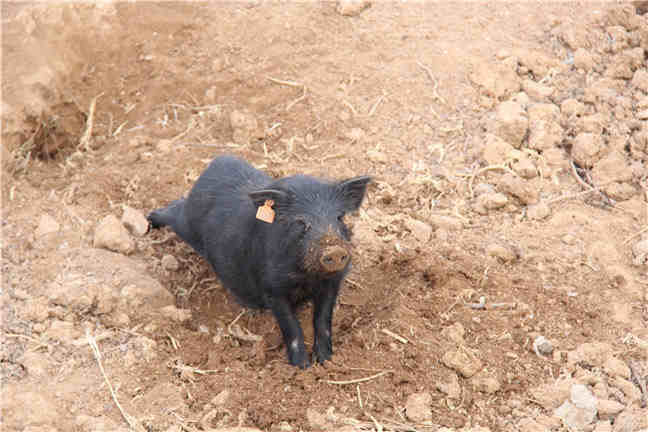 美国猪场的养猪新技术方法