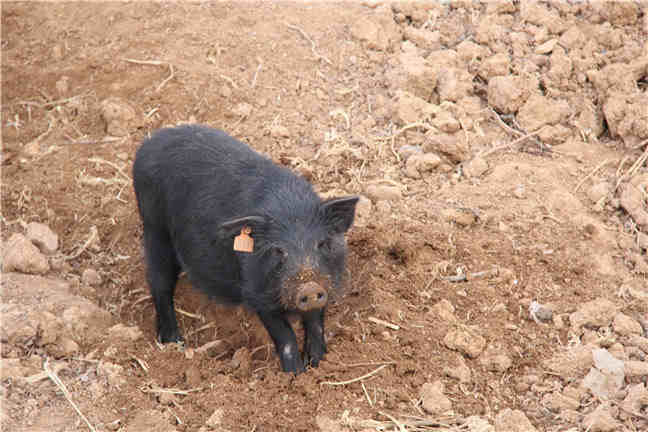 藏香猪养殖地区