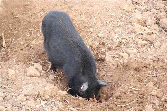 冬季猪增重缓慢的六大原因，控制好能早出栏20天